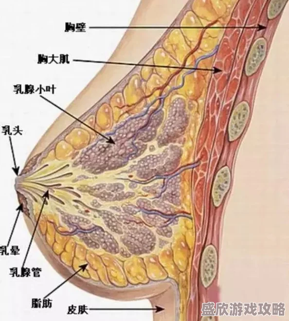 撕开奶罩揉吮奶头掀起裙子这是一种对女性身体的侵犯行为描述