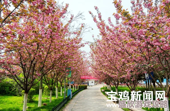 天天se天天cao综合网蜜芽春季新品上市樱花系列限量发售
