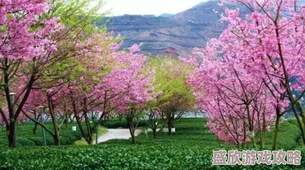 天天se天天cao综合网蜜芽春季新品上市樱花系列限量发售