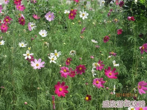 野花日本韩国视频免费高清观看提供丰富多样的亚洲影视资源
